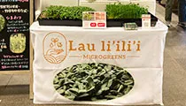 Lau li'ili'i（ラウリリ）様